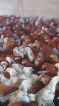 گلپایگانی نیمچه