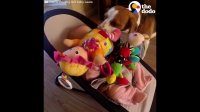 Guilty Dog Apologizes to Baby By Sharing His Toys | The Dodo