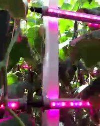 احداث گلخانه خیار | 09125753841