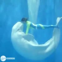 دلفین هنر مند