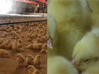 قیمت خرید جوجه یکروزه مادر