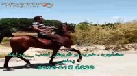 خرید و فروش اسب اصیل مراغه