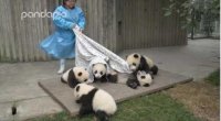 کلیپ خیلی بامزه از روزمره پرستار بچه پانداها