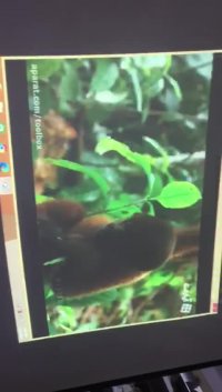 تست ویدئو پروژکتور استوک epson 1835