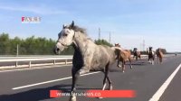 اسب ها وسط اتوبان!