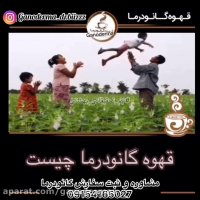 اسم گانودرما در كشور هاي مختلف.مشاوره٠٩١٥٤١٦٥٠٢٧
