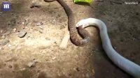 بلعیدن یک مار توسط یک مار دیگر در هندوستان !