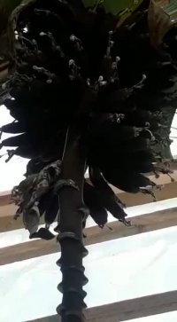 میوه های موز قرمز در گلخانه ردبازار -رشت  خرداد 99