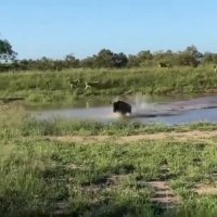 فرار جانانه بوفالو از دست گله شیر ها