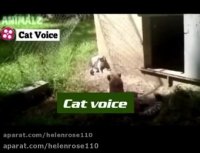 رو در رویی پیشول با یوزپلنگ