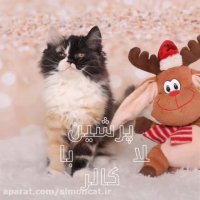 گربه ایرانی