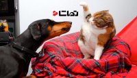 تقابل دیدنی سگ ها و گربه ها