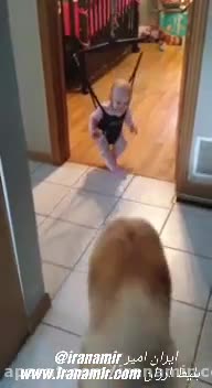 این سگ داره تلاش می‌کنه به کودک یاد بده چطوری پاش رو به زمین بزنه