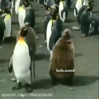 سعید کرونا گرفته