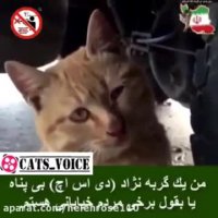 من یك گربه دى اس اچ بى پناه هستم.