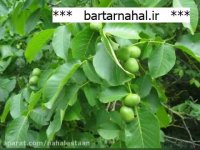 بهترین ارقام نهال گردوی توسرخ | 09141832393