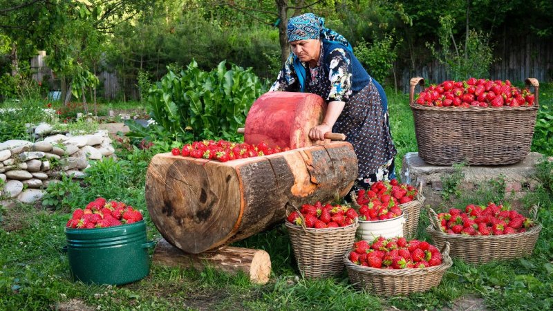 آشپزی در طبیعت آذربایجان - کیک و لواشک توت فرنگی