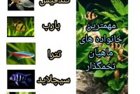 معرفی رایج ترین گونه های ماهی زینتی که دارای بازار خوبی هستند