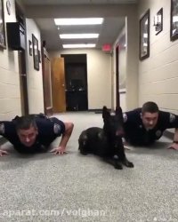 تربیت و فروش سگ گارد و سگ نگهبان - دهکده حیوانات