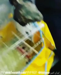 این موجود روز گذشته آتش نشانی بم تو یه گلخونه گرفتن