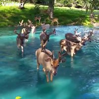 صحنه ای زیبا و دیدنی