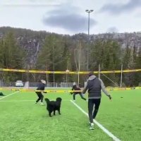 سگ والیبالیست