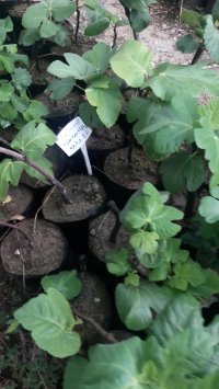 نهال انجیر شیرین جاینت باردار (نهالستان و گلخانه فروزانی)