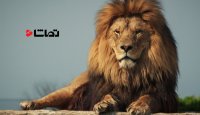 شیرها تنبل هستند یا صبور؟