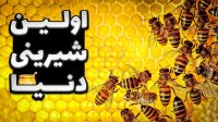 مهمترین حشره دنیا و دستاوردش معجون عسل!
