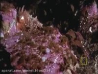 شکار کوسه توسط اختاپوس