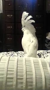 جواب طوطی عصبانی به صدای سگ همسایه