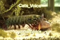 ضربه متوالی یک میگو مانتیس  به یک صدف