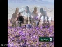 برداشت زعفران ،شهر بجستان، خراسان جنوبی_مهمان آنلاین