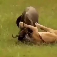 شکار سلطان جنگل برای خانواده