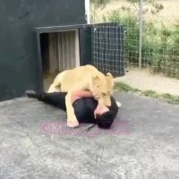 ماده شیر دوست داشتنی