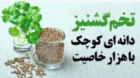 تخم گشنیز دانه ای کوچک با هزار خاصیت