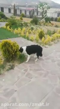 فروش سگ نگهبان
