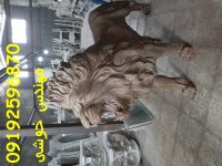 مجسمه شیر فایبرگلاس | مجسمه شیر پلی استر | مجسمه شیر رزین