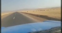 عبور گله گرازهای وحشی از جاده بین روستایی ازنا