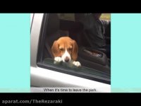 حوصلم سر رفته مرداچی