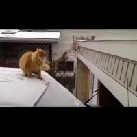 حیوانات در لحظات حساس چه می گویند