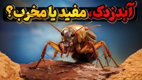آبدزدک حشره ای که که انسان را بر سر دوراهی قرار میدهد