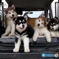 دلم ازینا میخواد