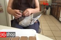 کبوتر نژاد جاینت رانت