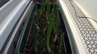 Growing Green Onions Time-Lapse