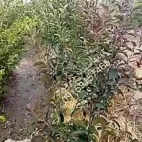 درخت سیب توسرخ- نهال سیب توسرخ- نهالستان پارس09159157465