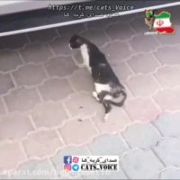 حیوانات در خیابان خوشبخت نیستند