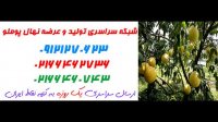نهال پوملو  09197722218 – خرید نهال پوملو – فروش نهال پوملو – قیمت نهال پوملو