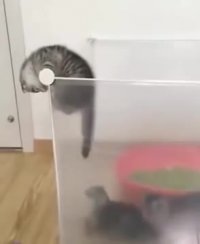 Funny Animals Doing Funny Things.Best Funny Compilation