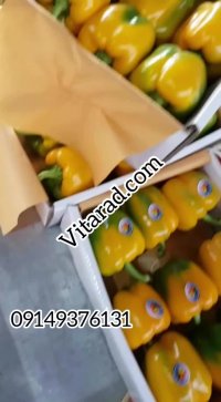 فروش عمده انواع فلفل دلمه ای گلخانه ای